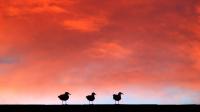 Three-Gulls-On-A-Roof[by.Cor][1920x1080]